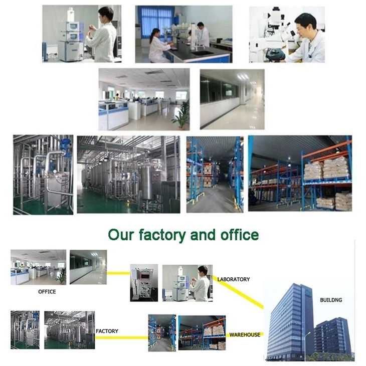 16000 ALU Beta-galactosidase Powder best